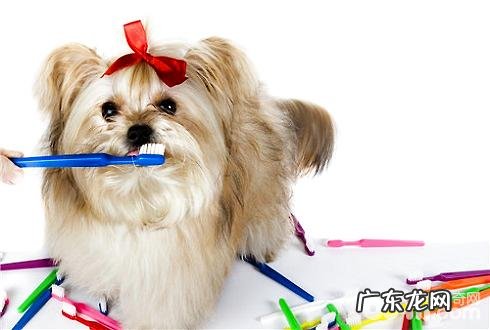 狗狗牙齿如何清理狗狗牙齿清理除开美白牙膏也有其他吗