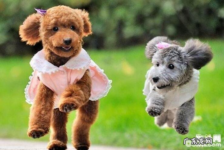 夏日带小狗交通出行必须留意的四件大事儿