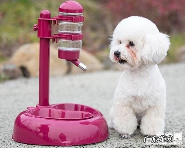 小狗每日喝是多少水适合,小狗饮用水常见问题
