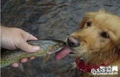 小狗能够吃海产品吗