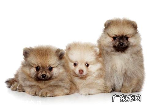 刚抱回家了的幼狗应当如何照料?