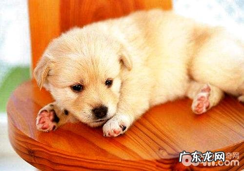 避免狗狗掉毛的方法都有哪些?