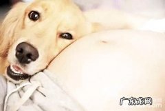 怀孕养狗常见问题 怀了孕能养宠物吗