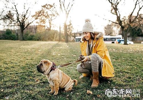 遛猫遛狗前必须提前准备的物件都有哪些?