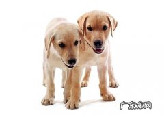 喂养幼狗的必须留意的事儿都有哪些？