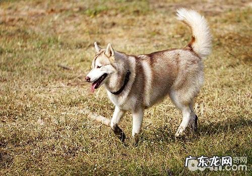 春天养宠物的常见问题都有哪些?