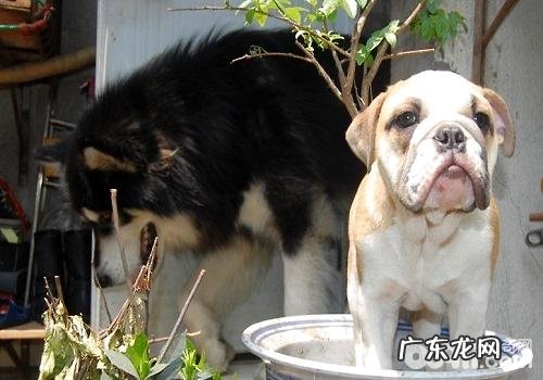 春天养宠物的常见问题都有哪些?