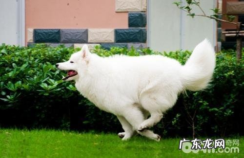 小狗晕动症该怎么办?小狗晕动症的治疗方法