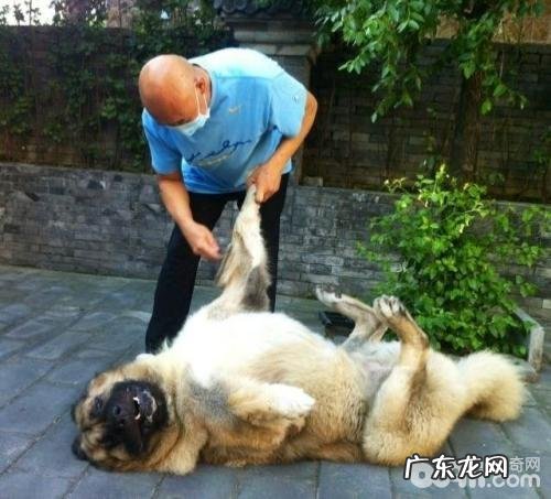 小狗晕动症该怎么办?小狗晕动症的治疗方法