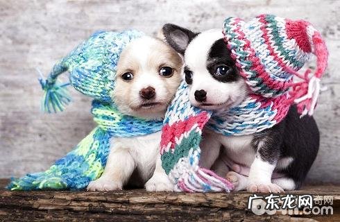 狗狗来大姨妈了如何医护?