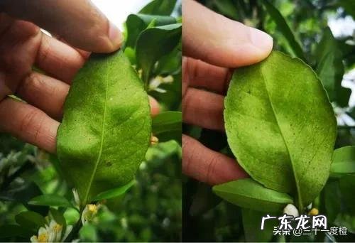 有什么内吸药可以防红蜘蛛的吗?