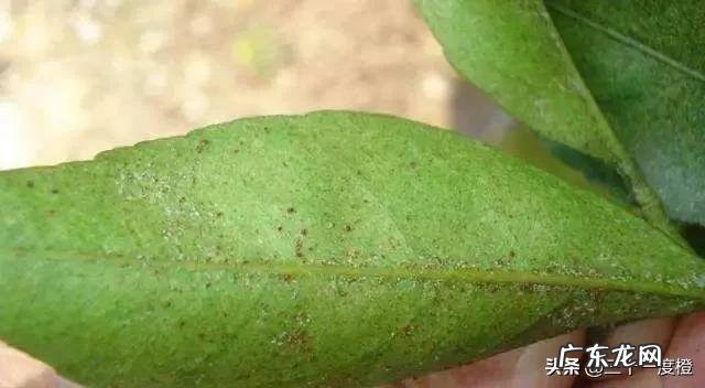 有什么内吸药可以防红蜘蛛的吗?