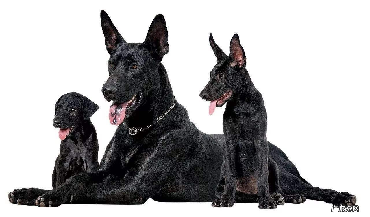 狗狗眼部及耳朵里面鼻部详解