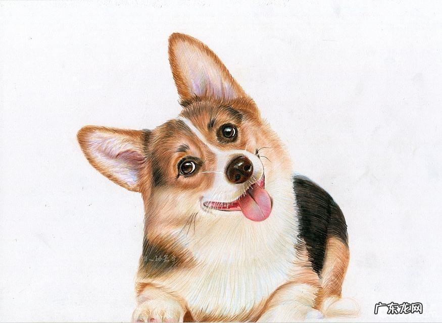 狗狗眼部及耳朵里面鼻部详解