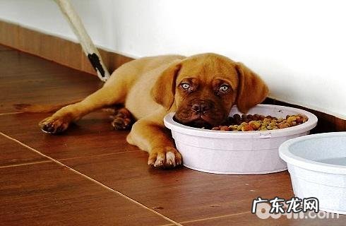 狗狗挑食该怎么办?