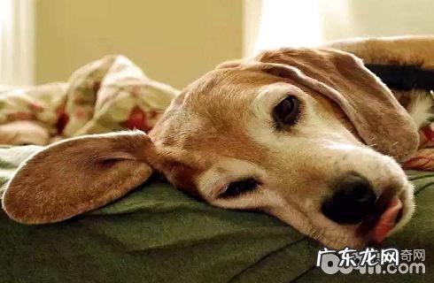 小狗沒有精神实质并且不想吃饭应该怎么办?