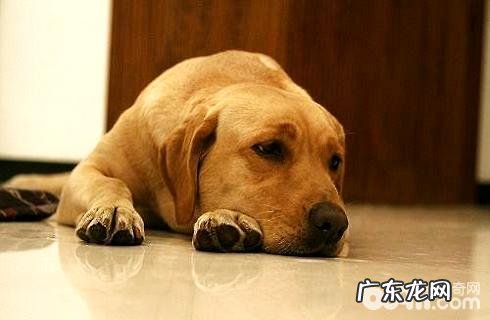 小狗沒有精神实质并且不想吃饭应该怎么办?