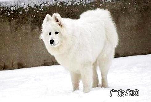 冬季怎么养狗?冬季养宠物常见问题有什么?