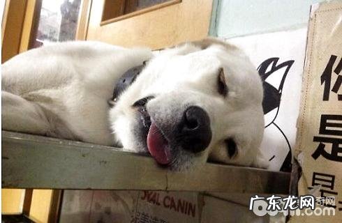 小狗应不应该绝育手术?