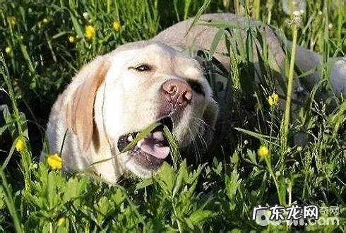 小狗这五种出现异常个人行为意味着啥意思