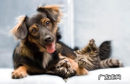 小狗这五种出现异常个人行为意味着啥意思