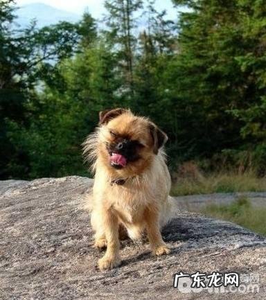 小狗的全球有级别吗?小狗的级别划分