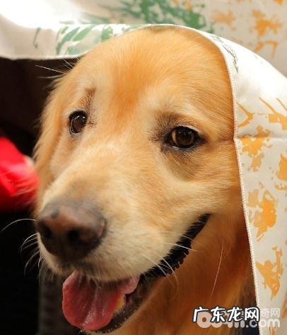 小狗的全球有级别吗?小狗的级别划分