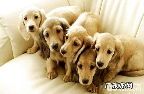 小狗太胖了怎么办?该如何减肥?