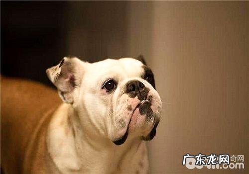 造成 小狗吃大便的缘故都有哪些？