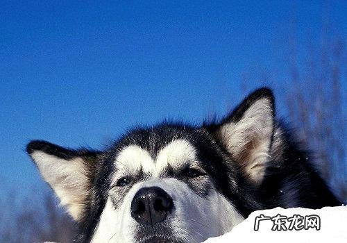 普遍的毛多大型狗都有哪些种类?