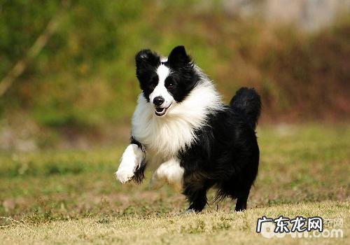 普遍的毛多大型狗都有哪些种类?