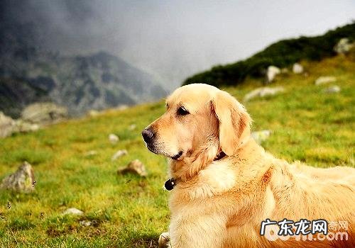 普遍的毛多大型狗都有哪些种类?