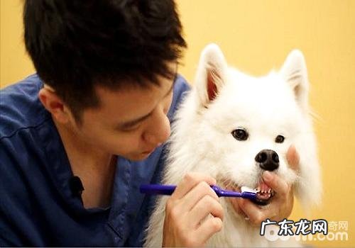 如何正确的协助小狗刷牙漱口？