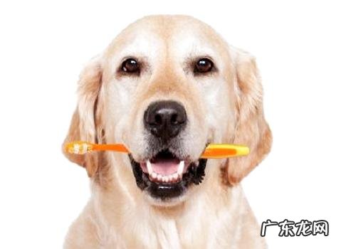 如何正确的协助小狗刷牙漱口？