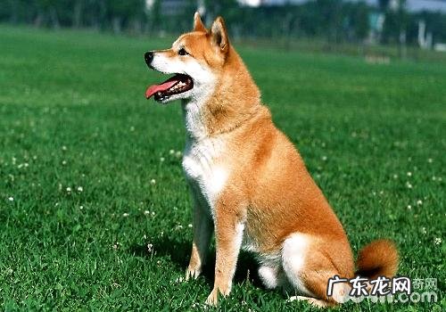 养宠物的家中必须留意的难题有什么?