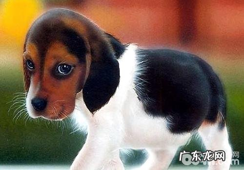 养宠物的家中必须留意的难题有什么?