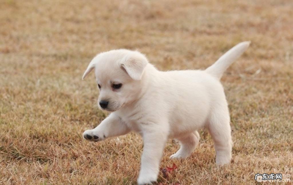 养宠物以前要搞好什么充分准备？