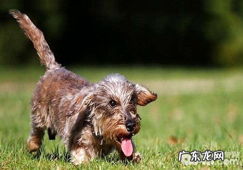 小狗胡子的功效都有哪些？