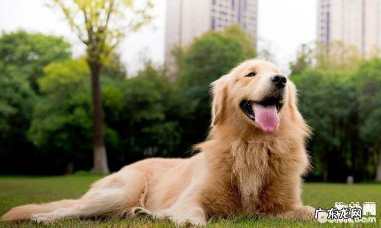 小狗胡子的功效都有哪些？