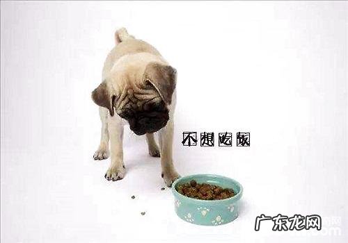 狗狗不吃饭的缘故及其解决方案