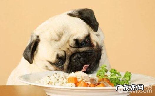 不可以给小狗吃的东西都有哪些?