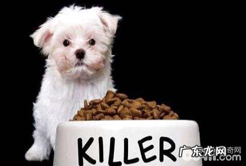 犬粮如何存储 犬粮存储方式详细介绍