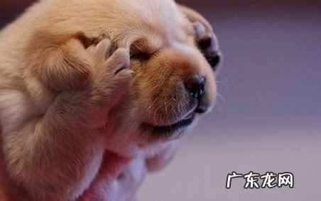 小狗有什么表述感情的方法