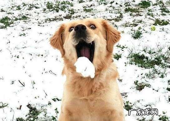 小狗有什么表述感情的方法