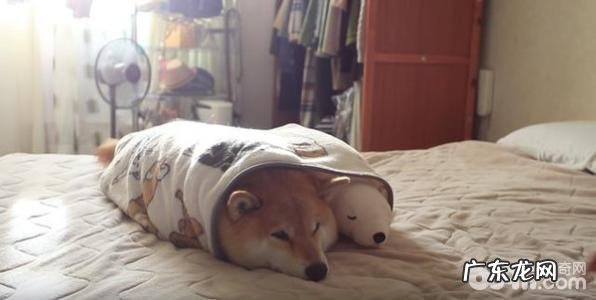 柴犬如何选择 柴犬喂养方式详细介绍