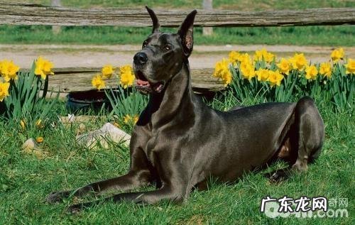 大丹犬好养吗 大丹犬喂养方法