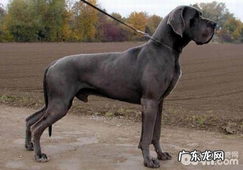 大丹犬好养吗 大丹犬喂养方法