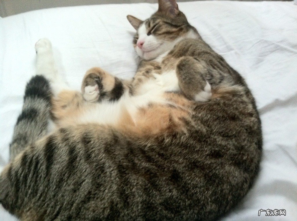 黑米和什么米煮减肥 黑米减肥法有人试过？是煮粥好还是煮饭好