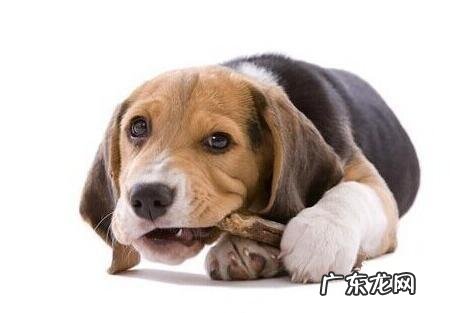 狗狗零食如何选择 来养狗狗零食应当注意什么