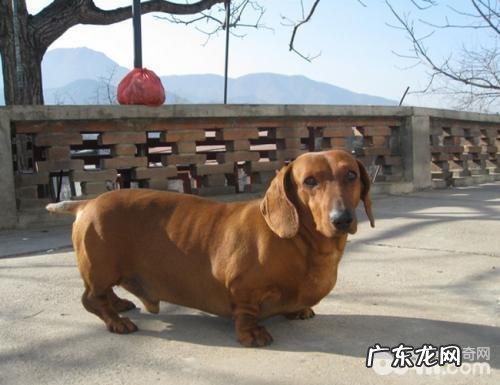 腊肠犬如何 怎样选择一只能的腊肠犬